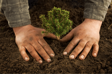 A semana do meio ambiente e os ecopets