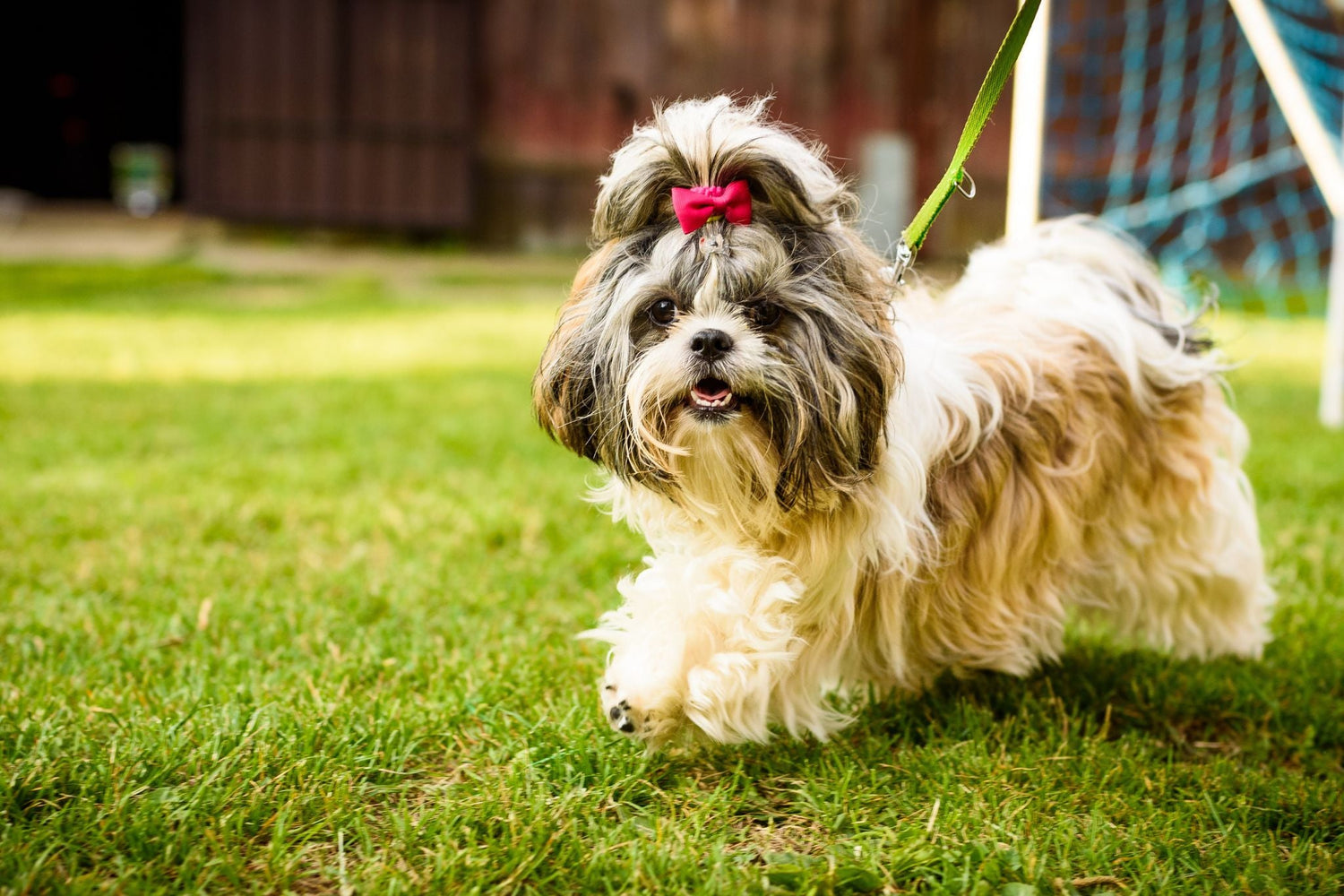 Shih Tzu: O leãozinho de colo que conquistou o mundo