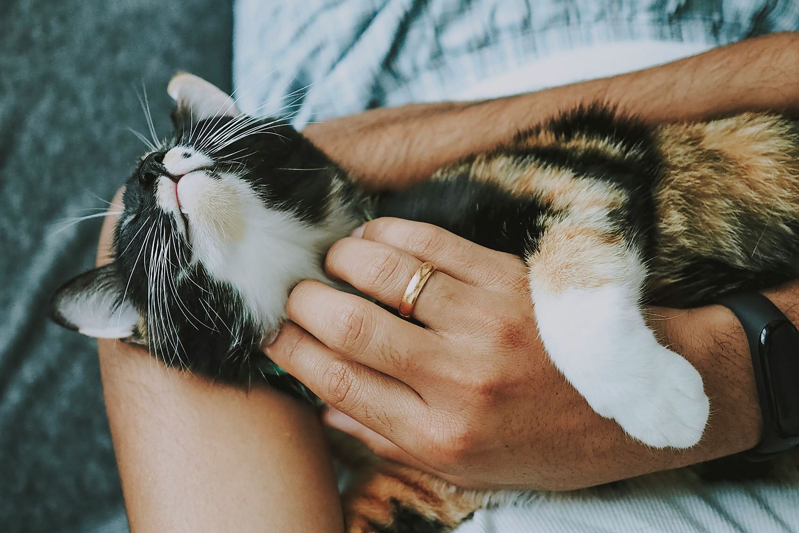 Gatificando a casa: bom pra gatos e humanos