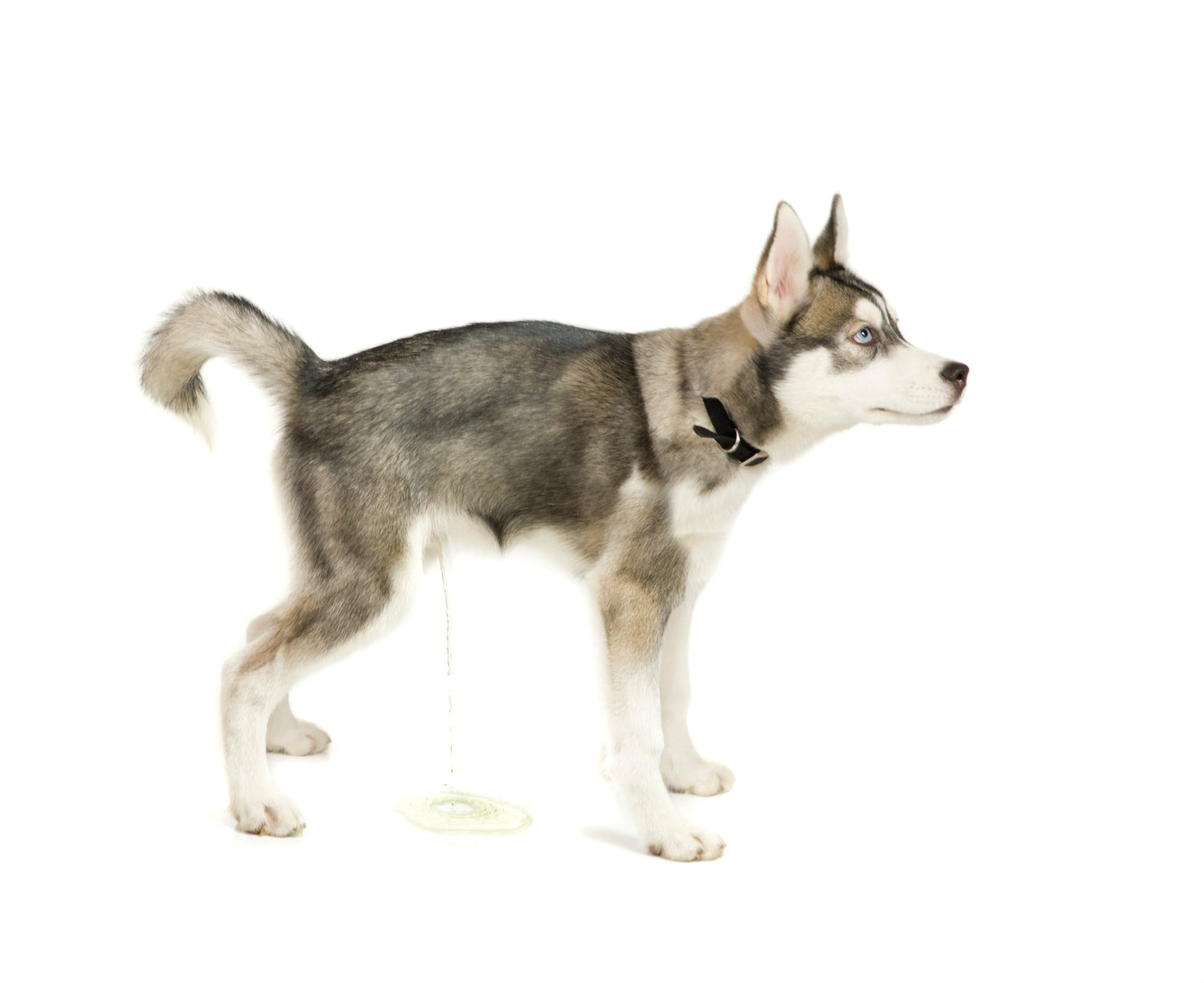 Como mudar o local do xixi