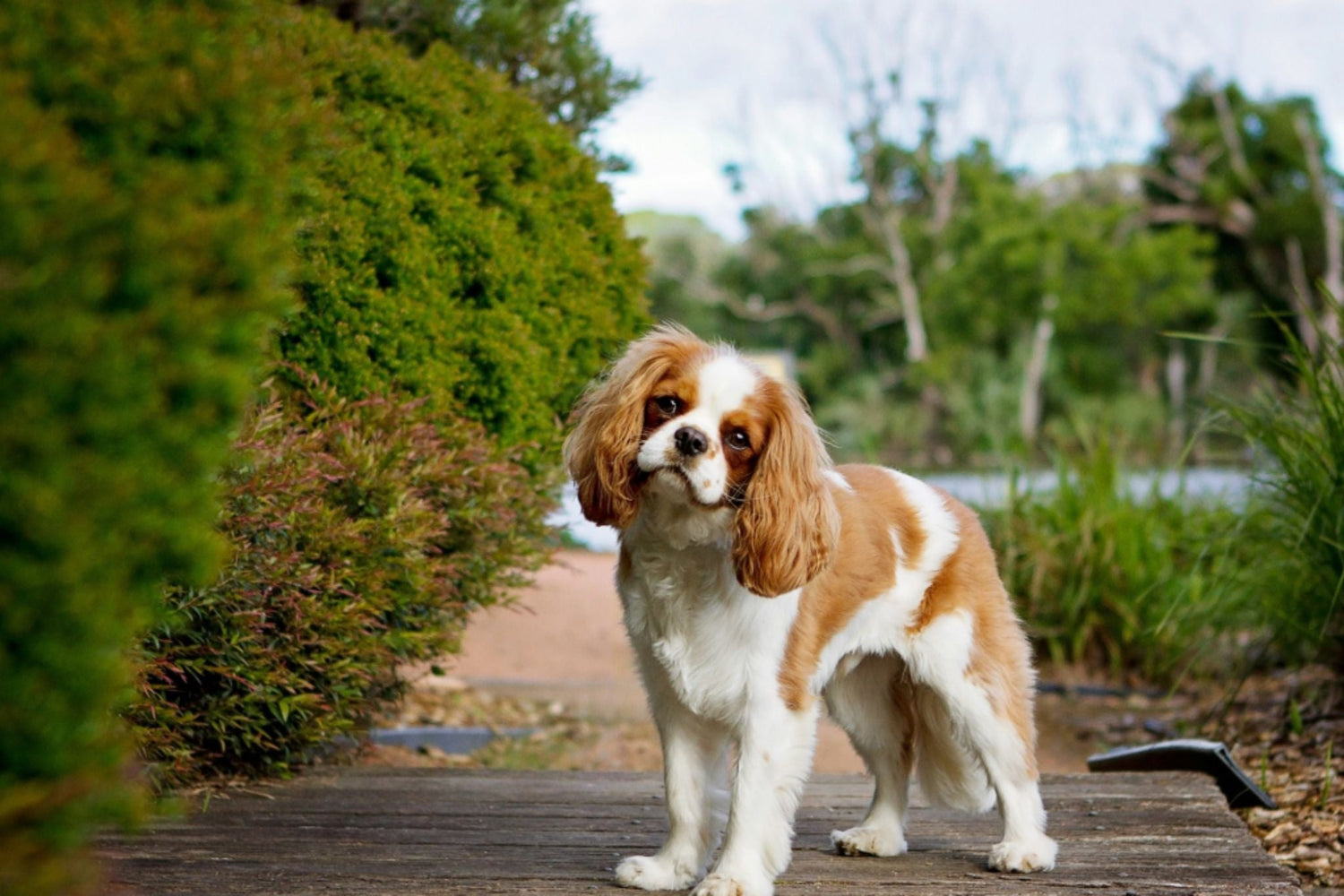 Cavalier King Charles Spaniel: A realeza do carinho e da companhia