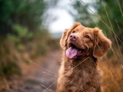 Bicho também fala! Como os cães fazem para transmitir suas emoções, dores e vontades?