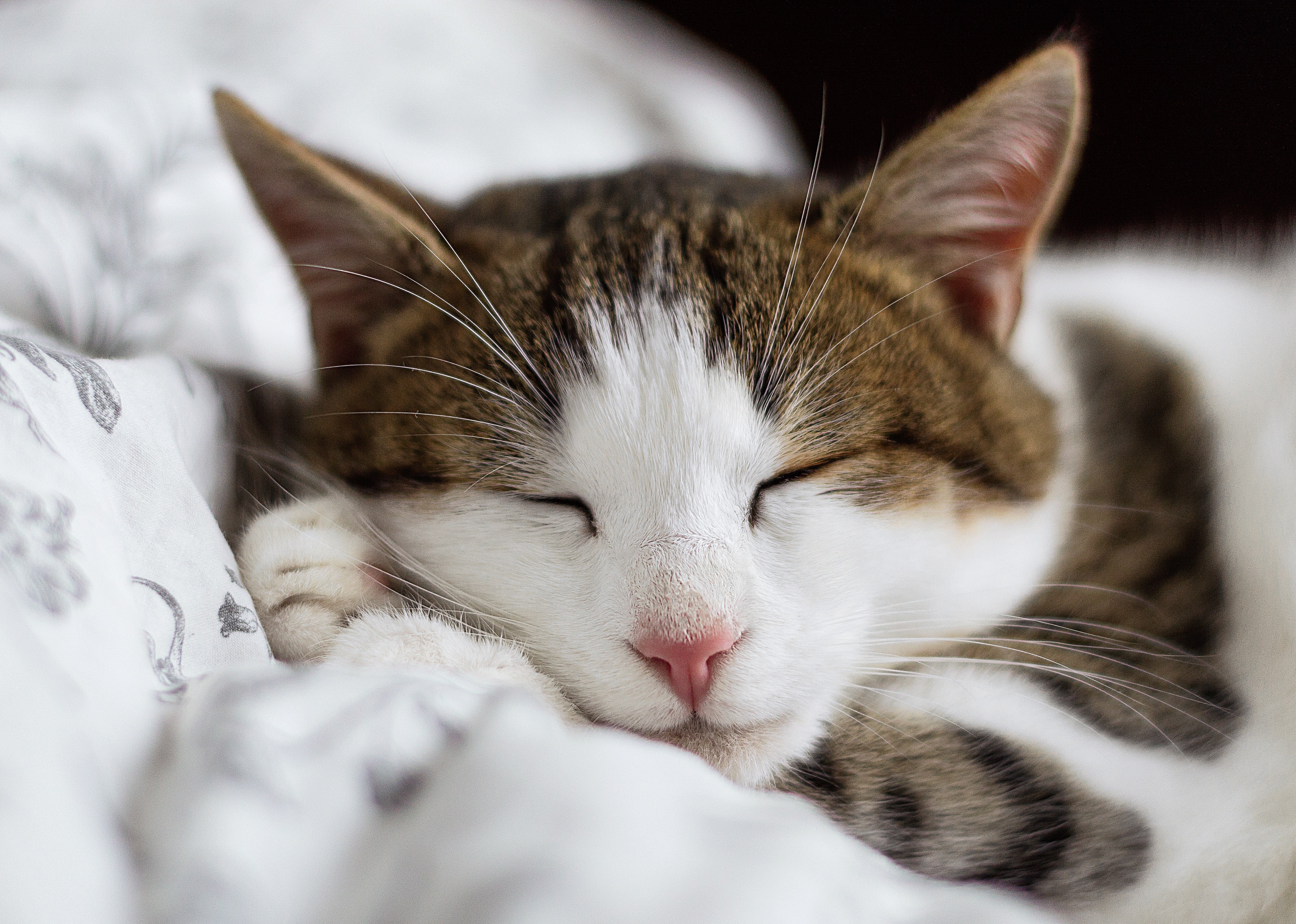 Cuidados básicos para os felinos