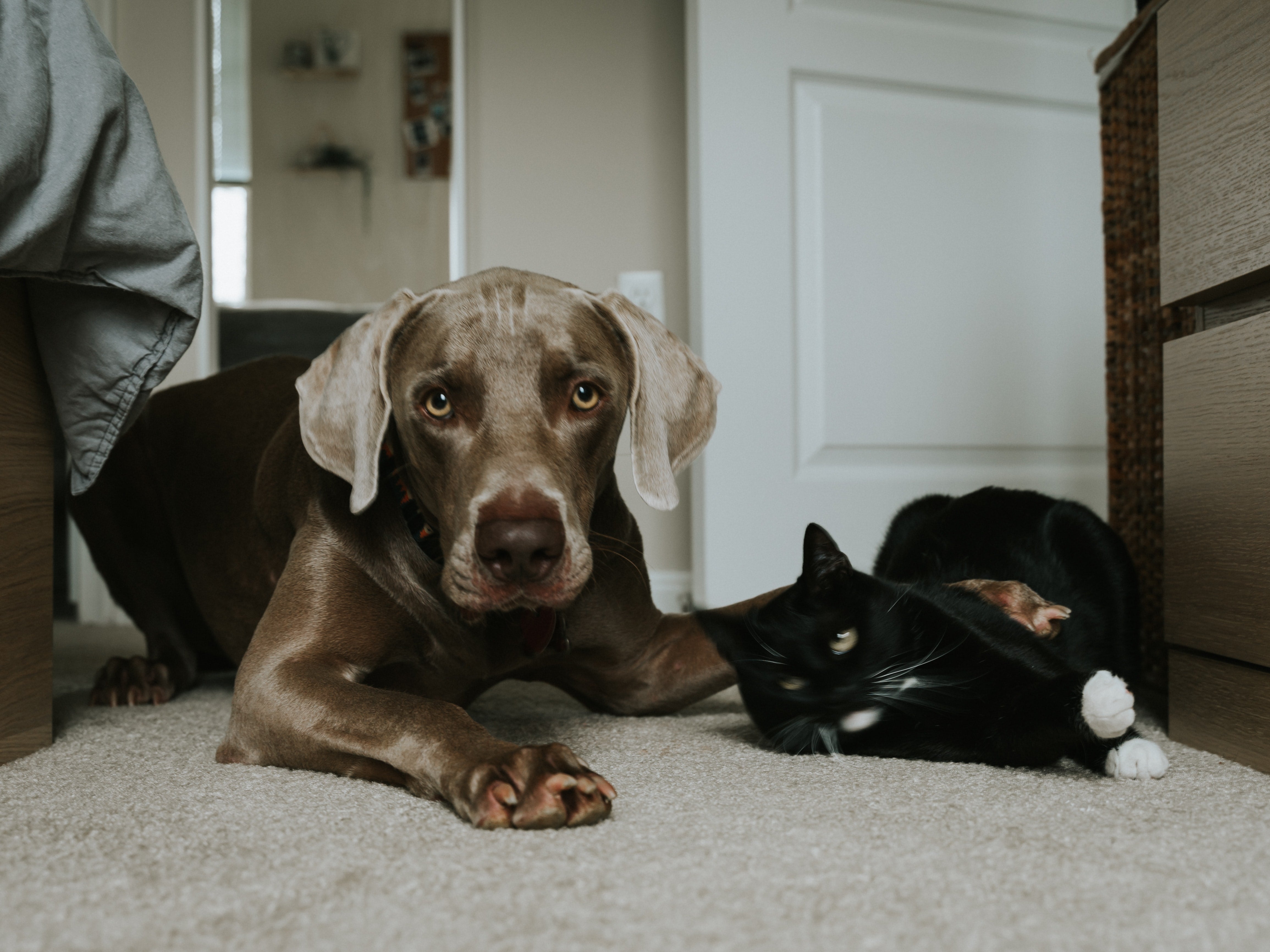 Dicas para pets quarentenados