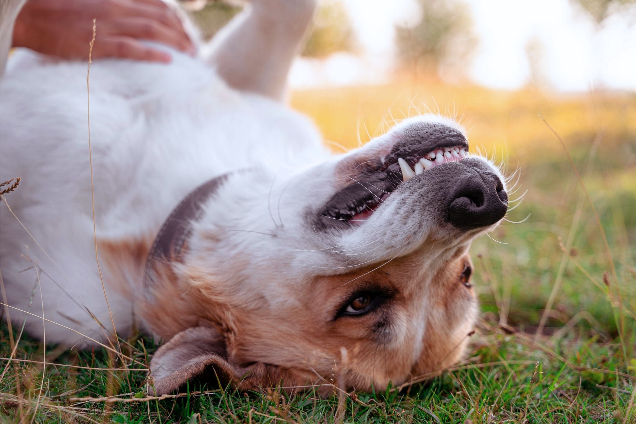 Sorriso sadio e tranquilo! Importância e dicas de escovação para cães