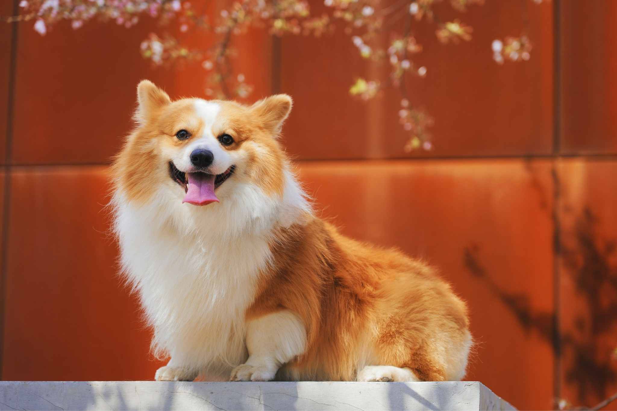 5 momentos que nos fazem amar os cães