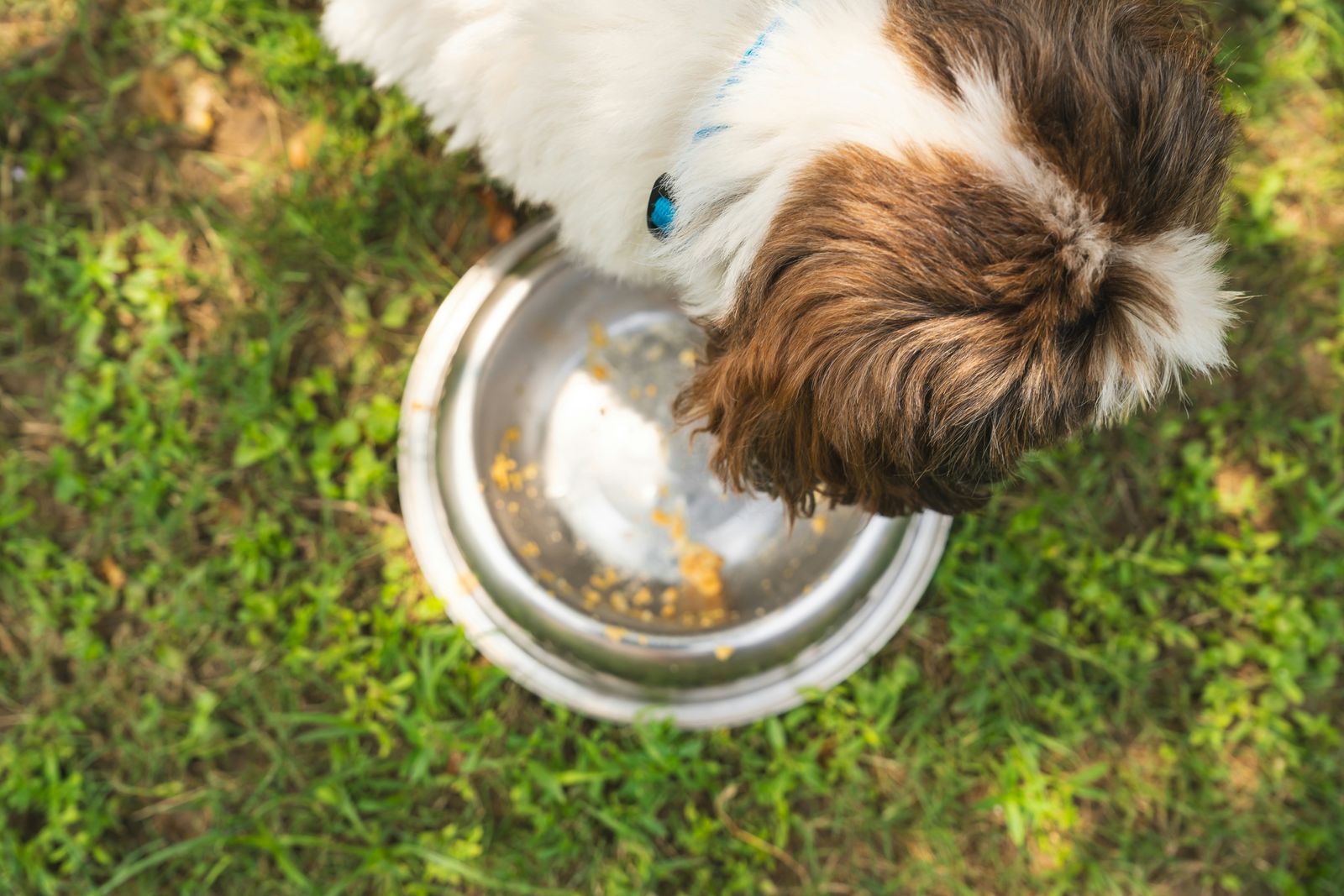 Weasy Food como atrativo! 5 formas de interessar seu peludo, naturalmente