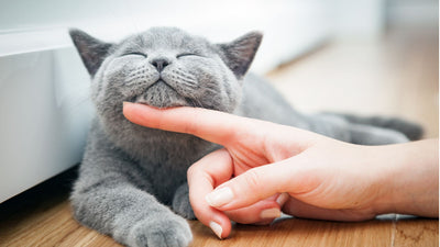Por que gatos são tão incríveis? Cinco “perfeições” dos felinos domésticos.
