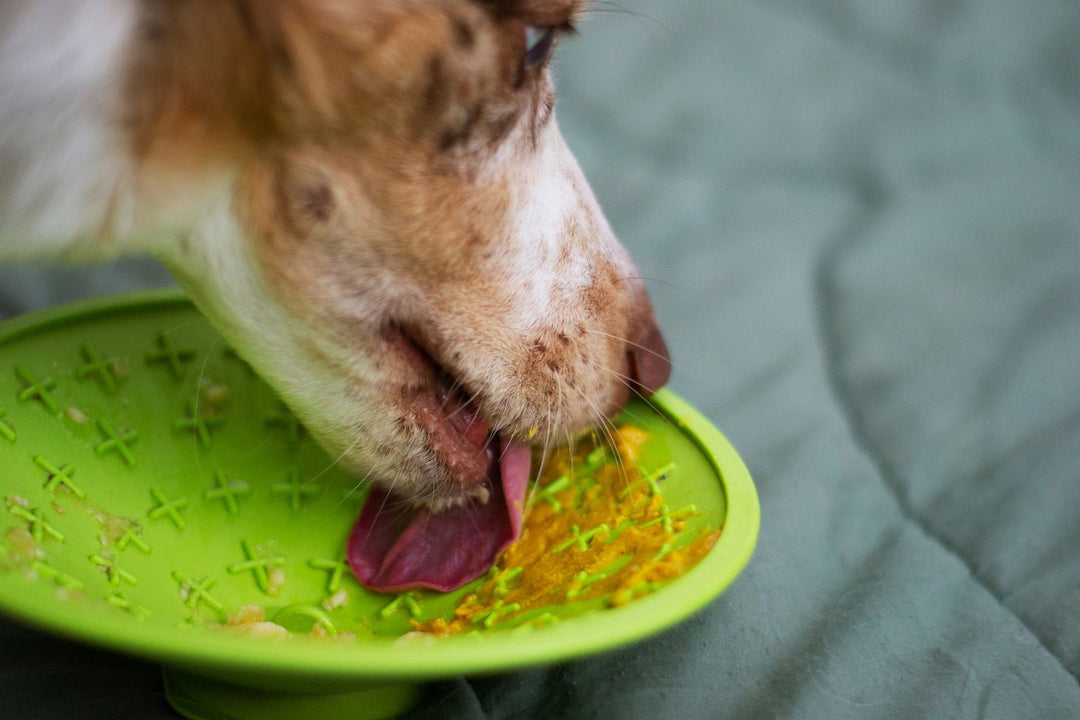 Alimentação natural para cães: como iniciar?