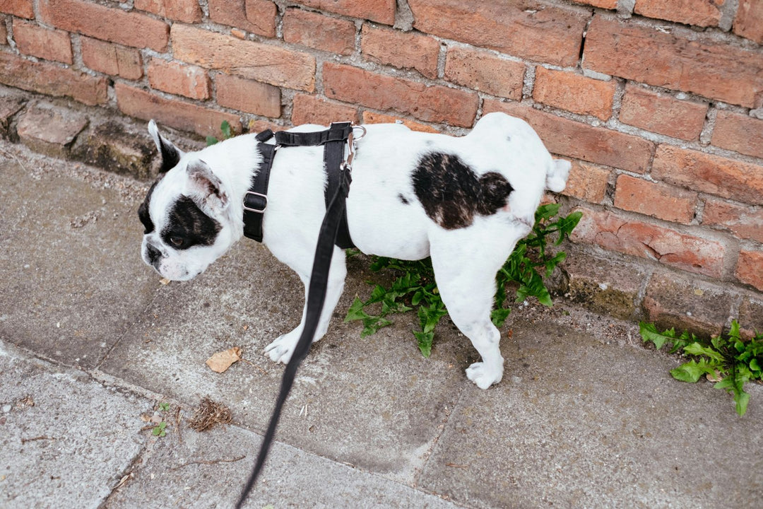 Como ensinar cachorro a fazer xixi no lugar certo? Um guia fácil para te ajudar