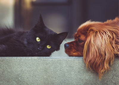Estereótipos de cães e gatos: a saga
