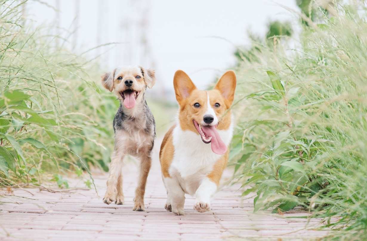 10 curiosidades sobre os cães que você não imaginava!