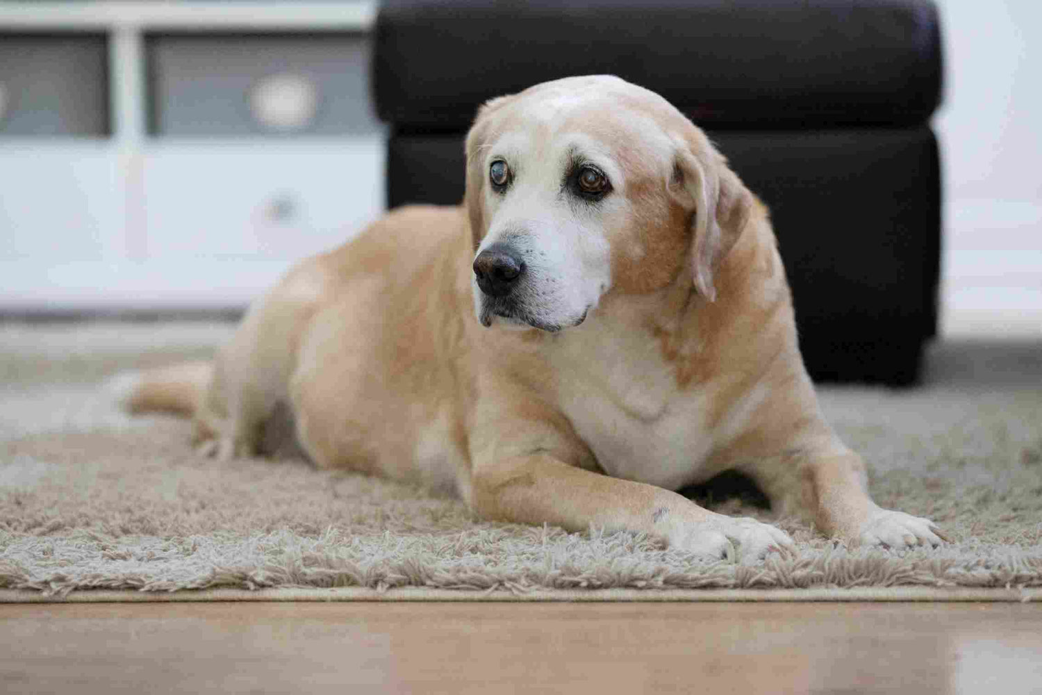 Precisamos falar sobre: displasia