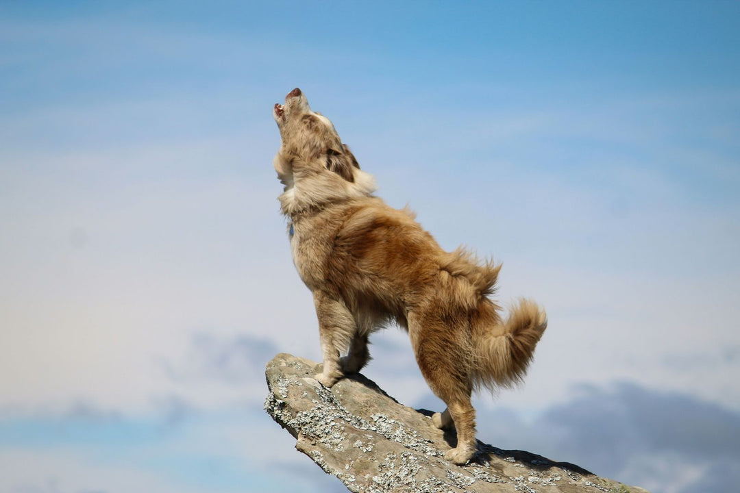Porque cachorro uiva? Causas, significados e como agir