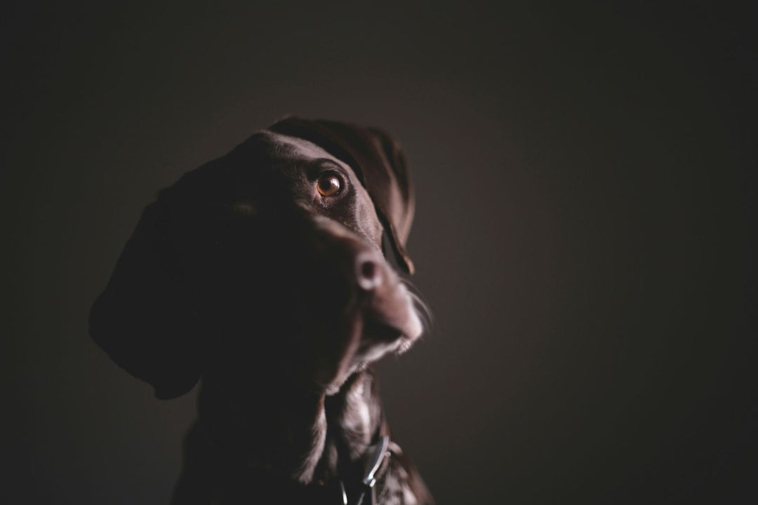 Cachorro tem alma? Descubra como se sentem nossos amigos