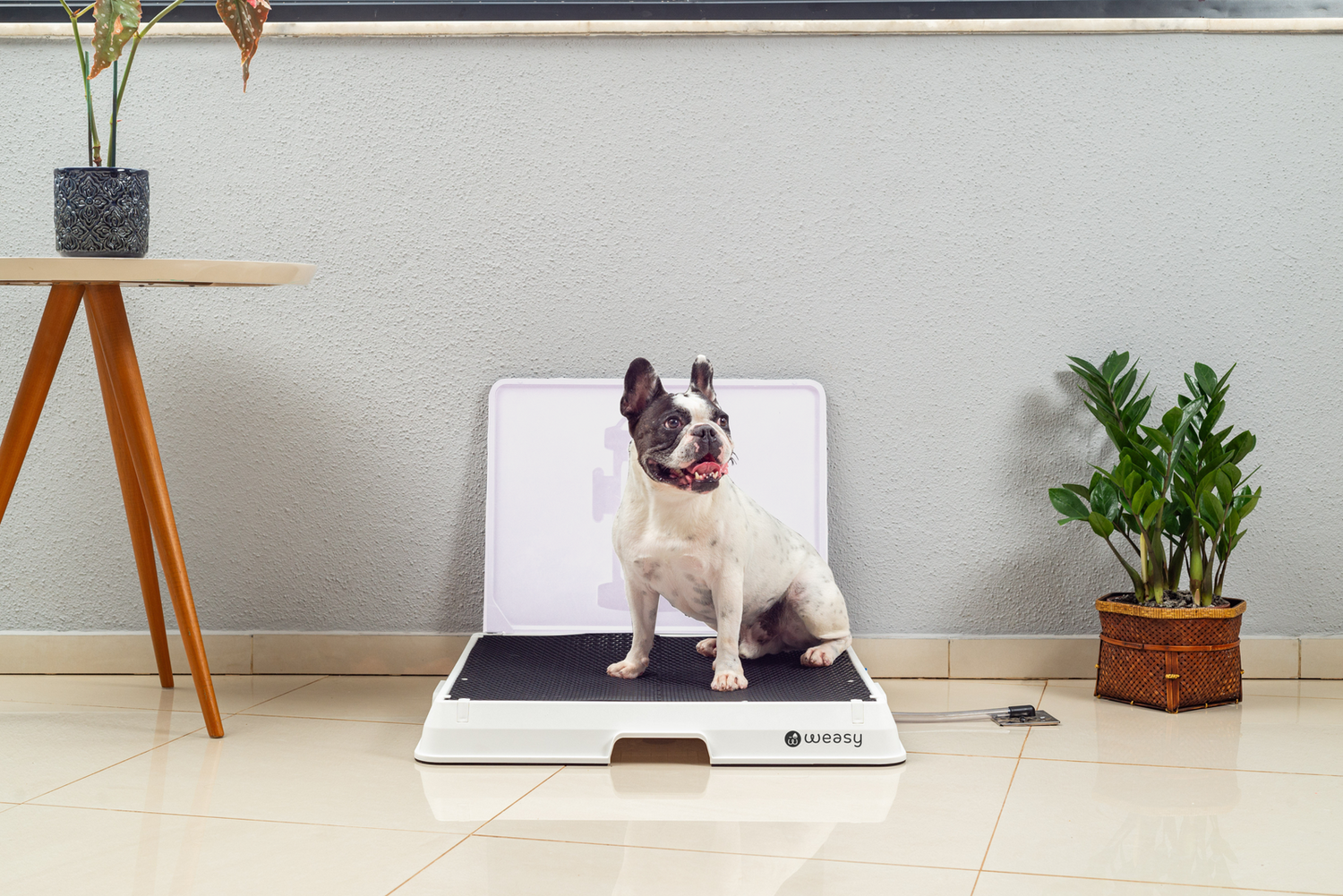 Como escolher o melhor banheiro para cachorro? Descubra o que funciona!