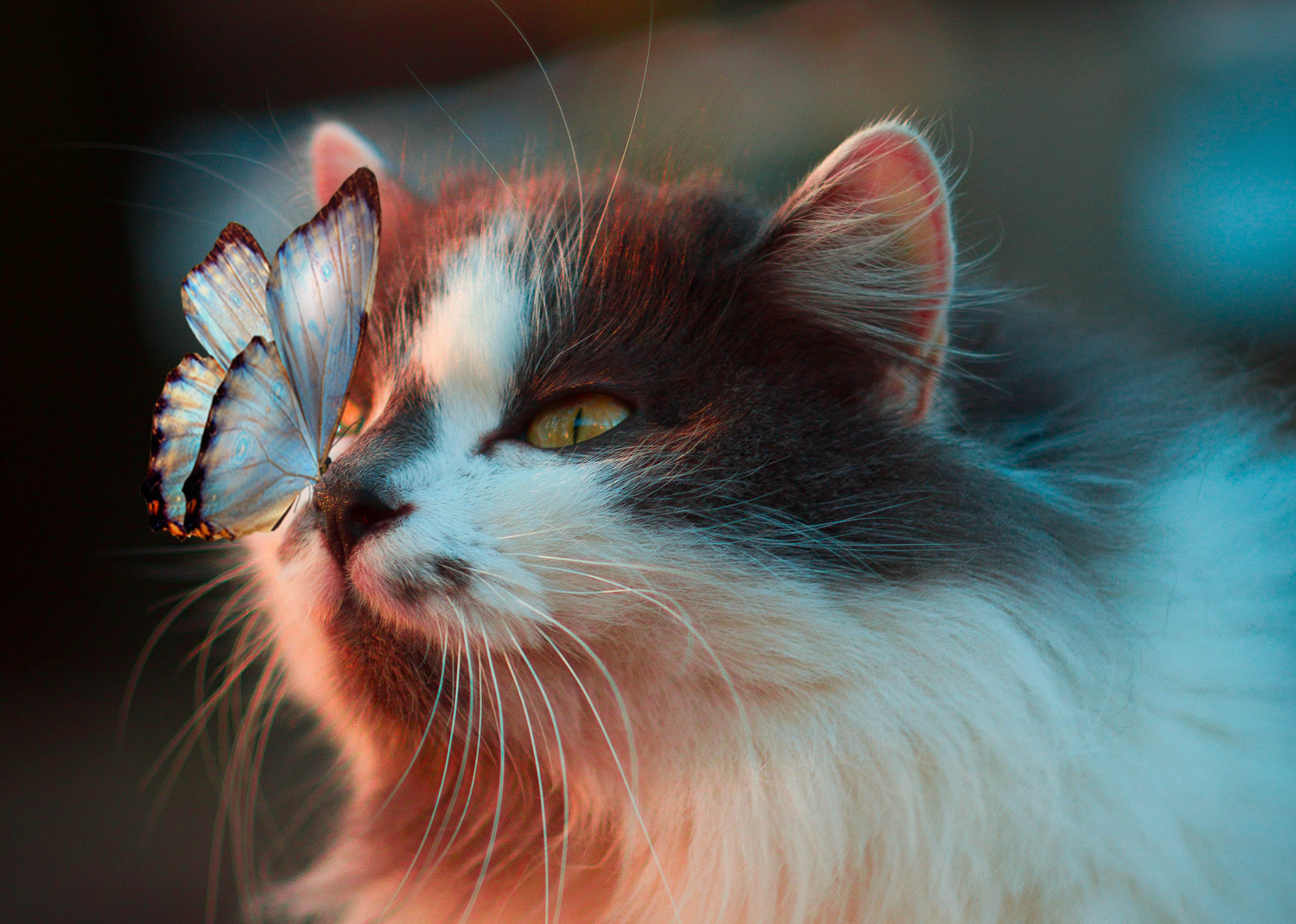 Enriquecimento Ambiental para felinos