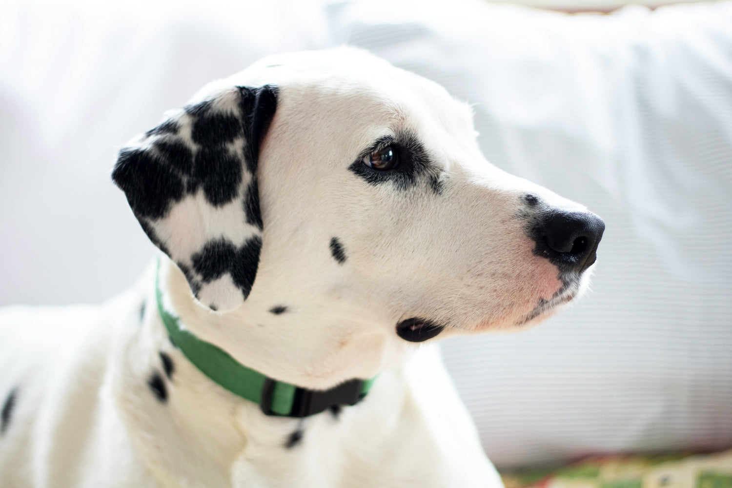 Cachorro Dálmata: Um Guia Completo Sobre a Raça