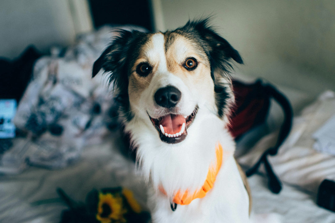 Cachorro de raça: guia completo com tipos, características e cuidados