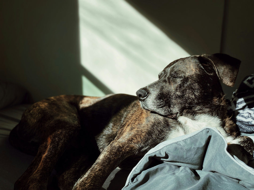 Cachorro vive quantos anos: expectativa de vida e cuidados para longevidade