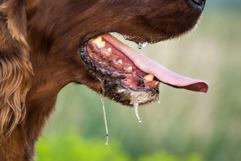 Como cachorro pega raiva: sintomas, transmissão e prevenção