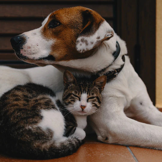 Será que meu bichinho vai se adaptar?