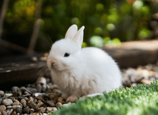 Coelho em casa: Cuidados com esse peludo exótico e encantador