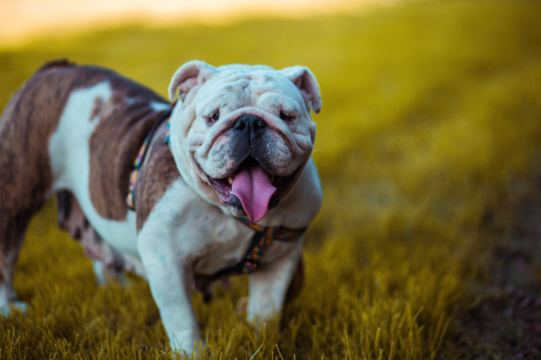 Torção Gástrica em Cães: o que é, por que acontece, e como evitar?