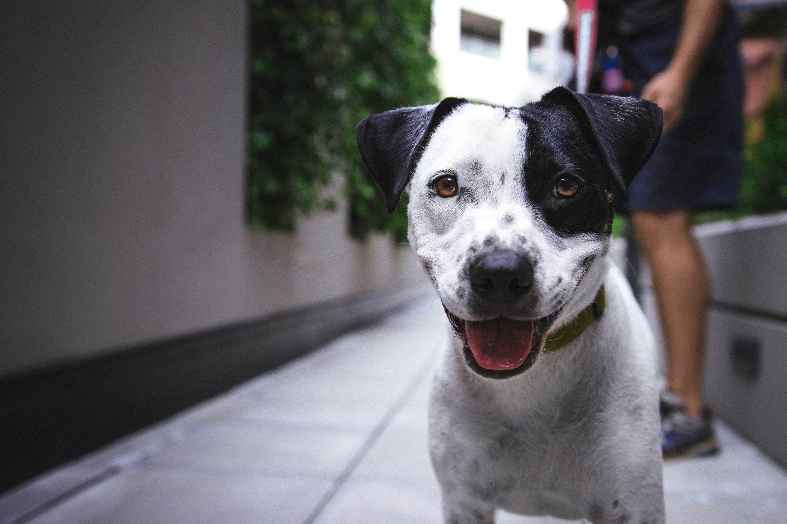 O Weasy Cão vale a pena? Confira no detalhe