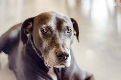 Lançamento:  Weasy Care, o cuidado com a saúde canina