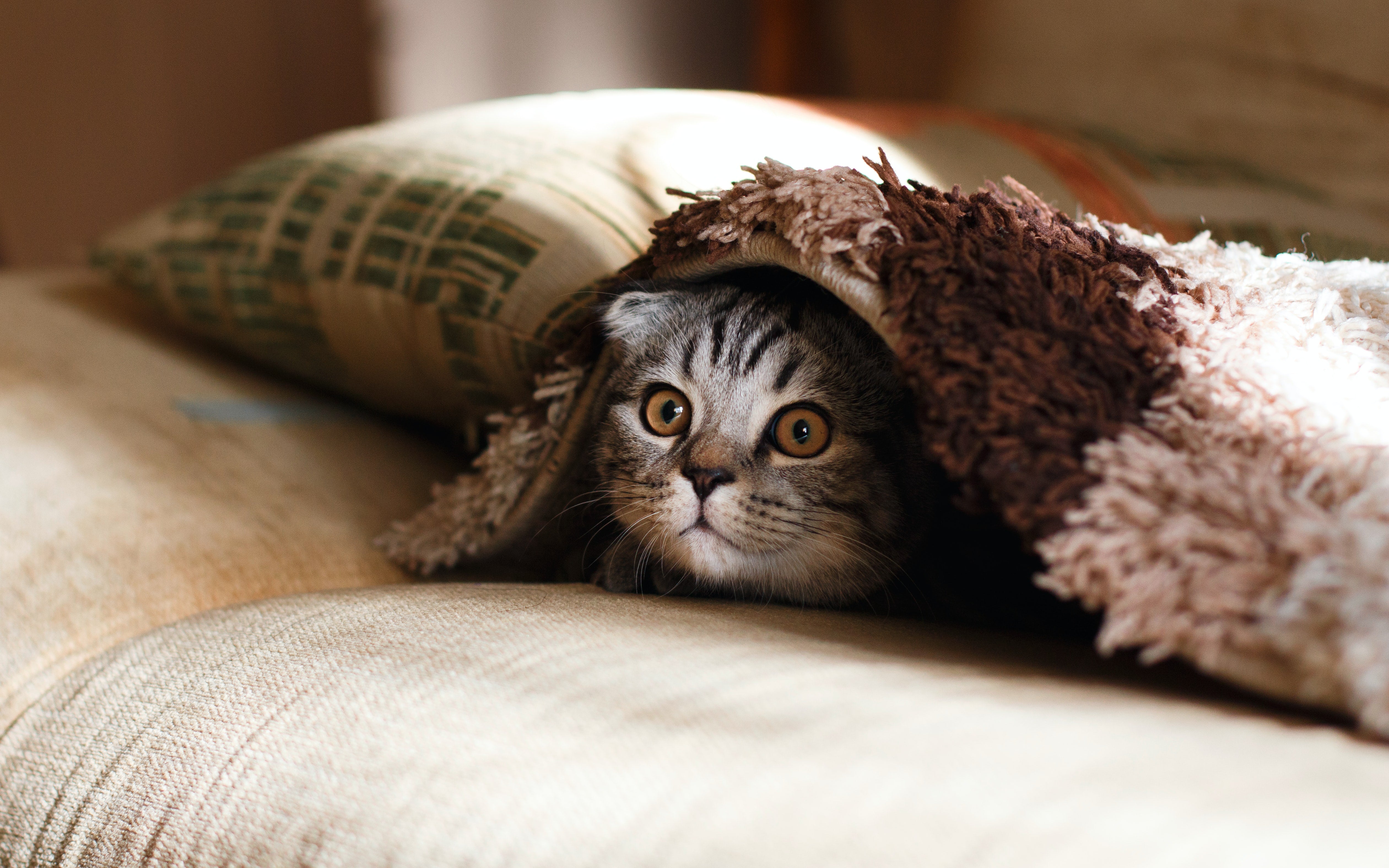 Não entende os gatos? 5 Dicas para quem tem medo ou dificuldade em se relacionar com felinos