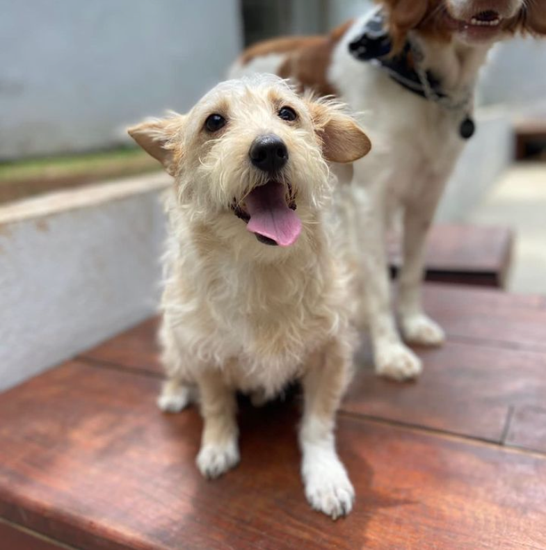 O amor venceu! 5 histórias inspiradoras de bichinhos encontrando uma família