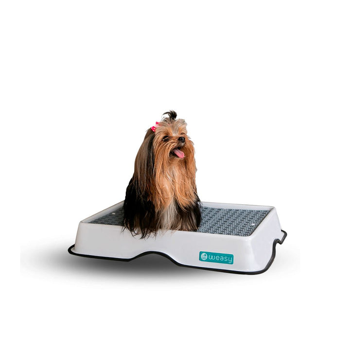 Weasy Cão - Mini