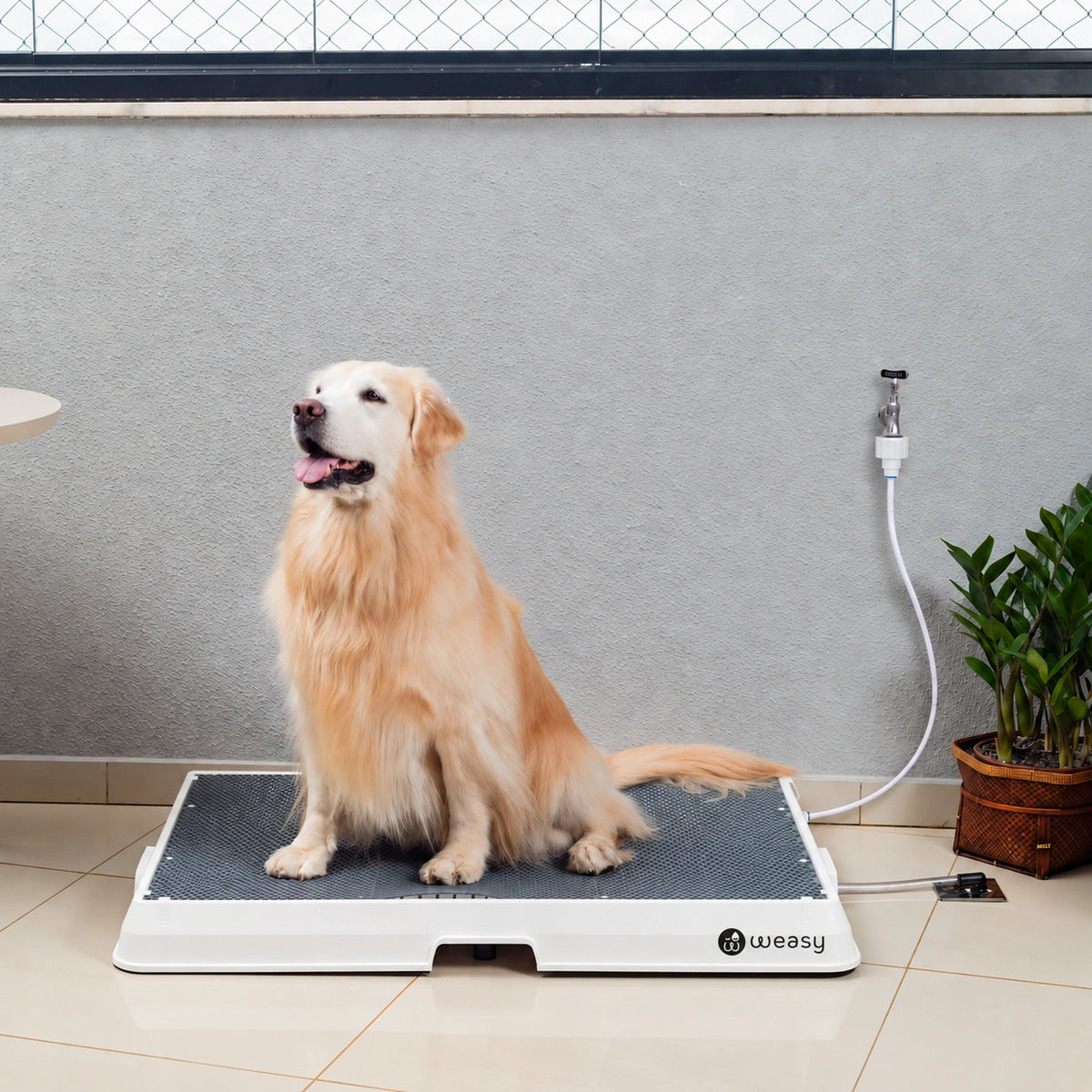 Weasy Cão | Banheiro inteligente para cachorro