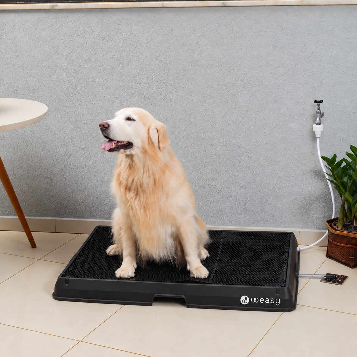 Weasy Cão | Banheiro inteligente para cachorro
