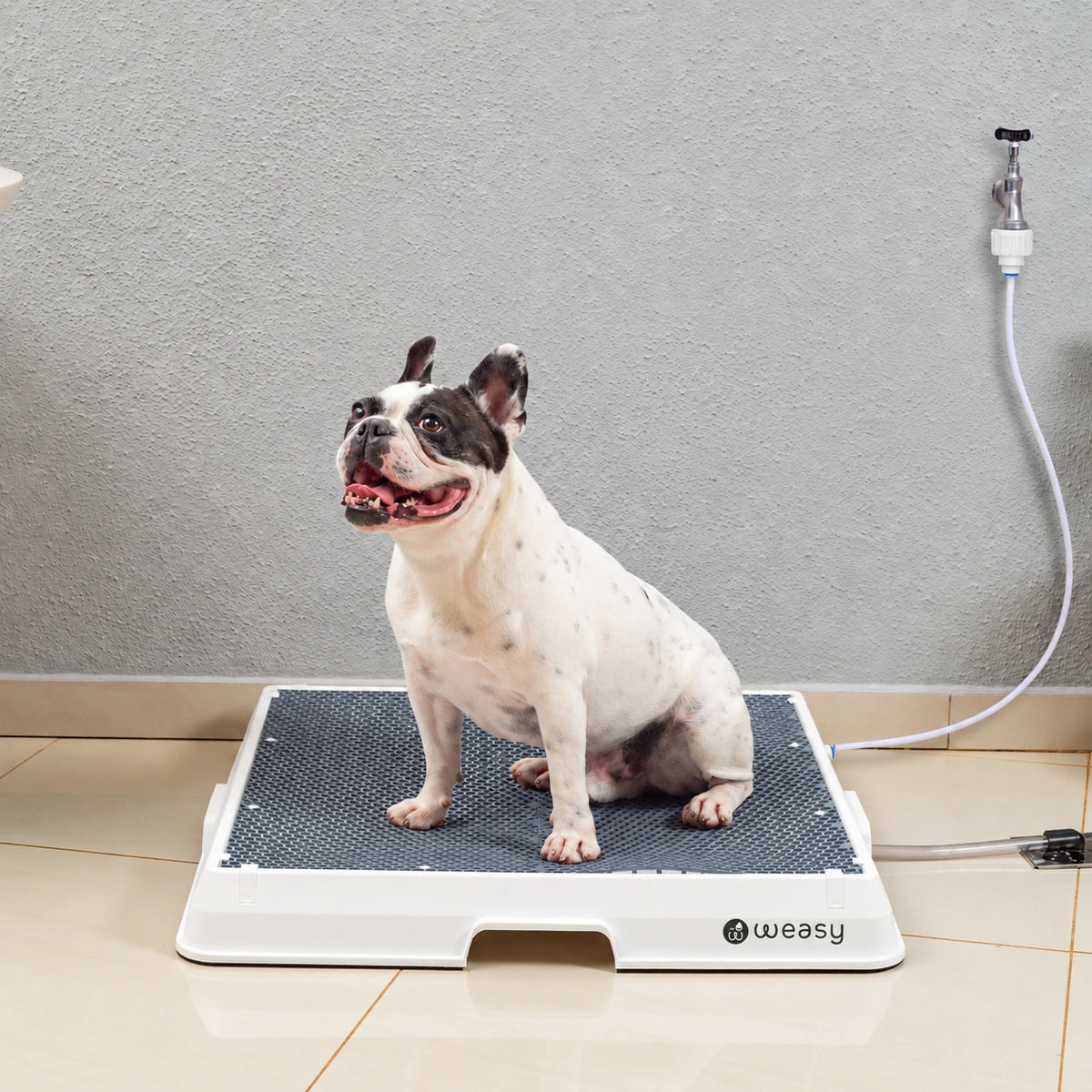 Weasy Cão | Banheiro inteligente para cachorro