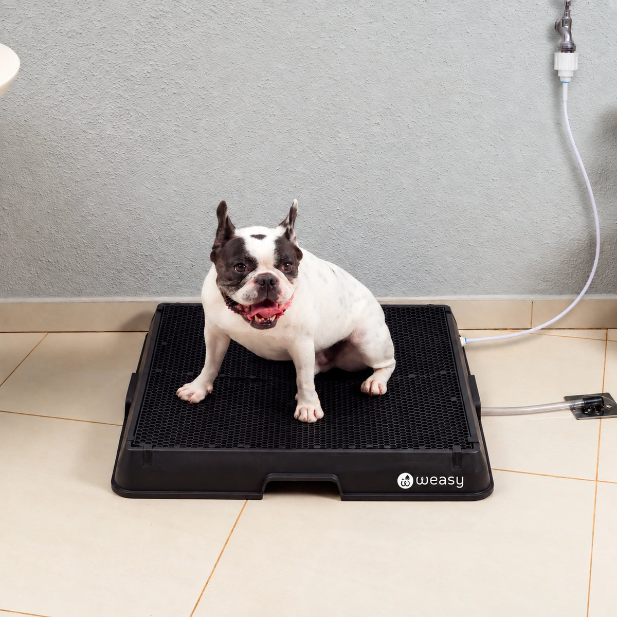 Weasy Cão | Banheiro inteligente para cachorro