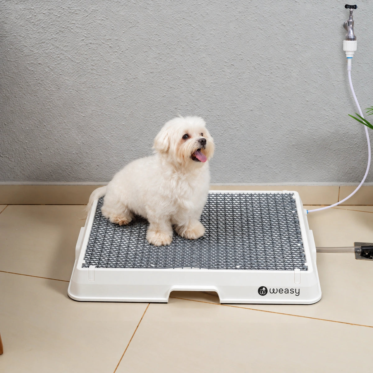 Weasy Cão | Banheiro inteligente para cachorro