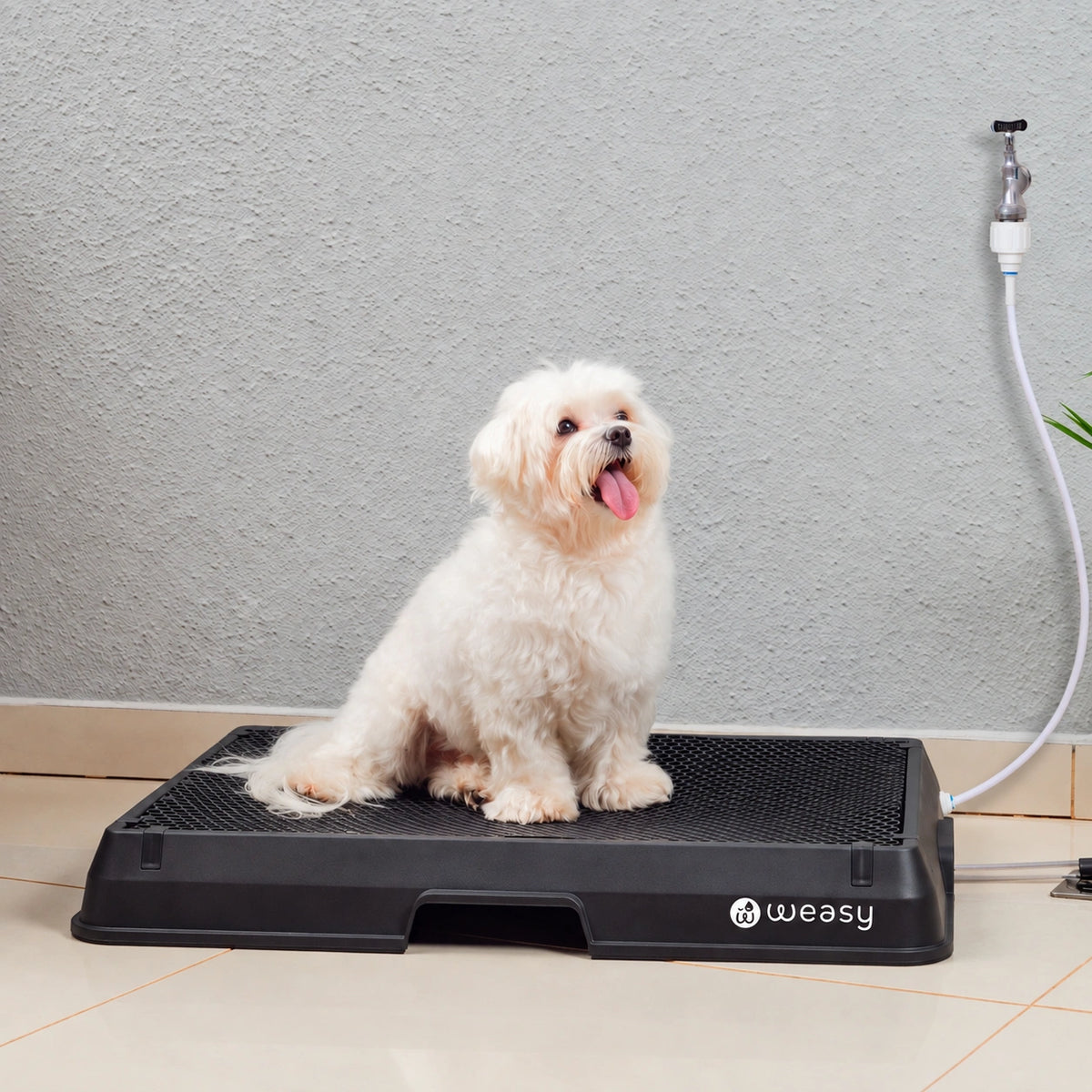 Weasy Cão | Banheiro inteligente para cachorro