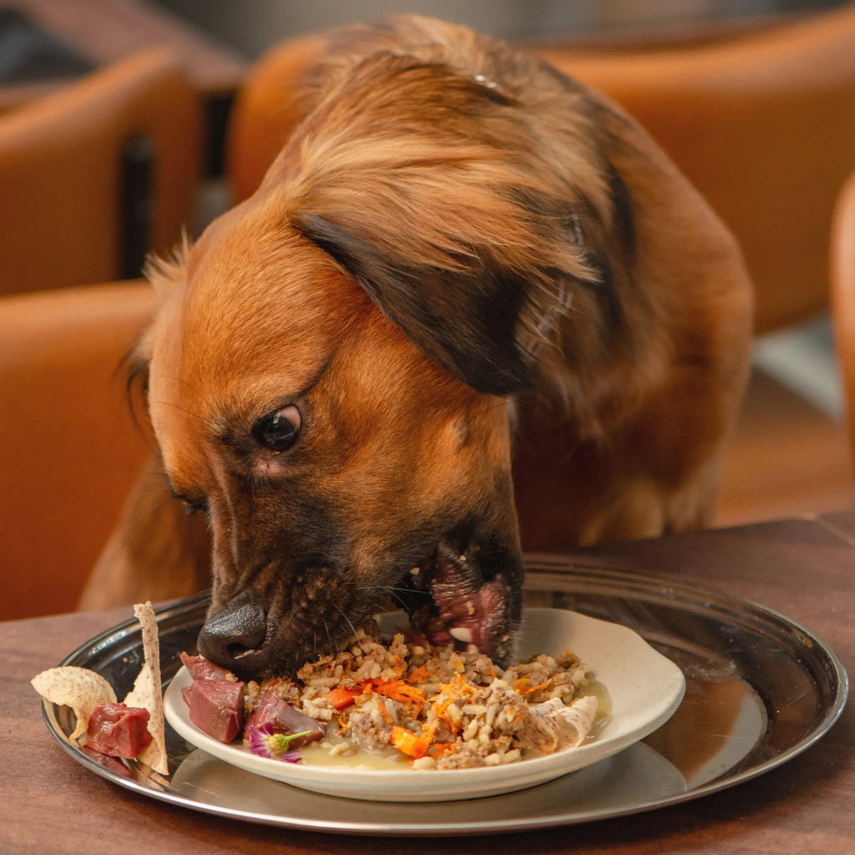 Weasy Food Adultos | Alimentação natural para cães