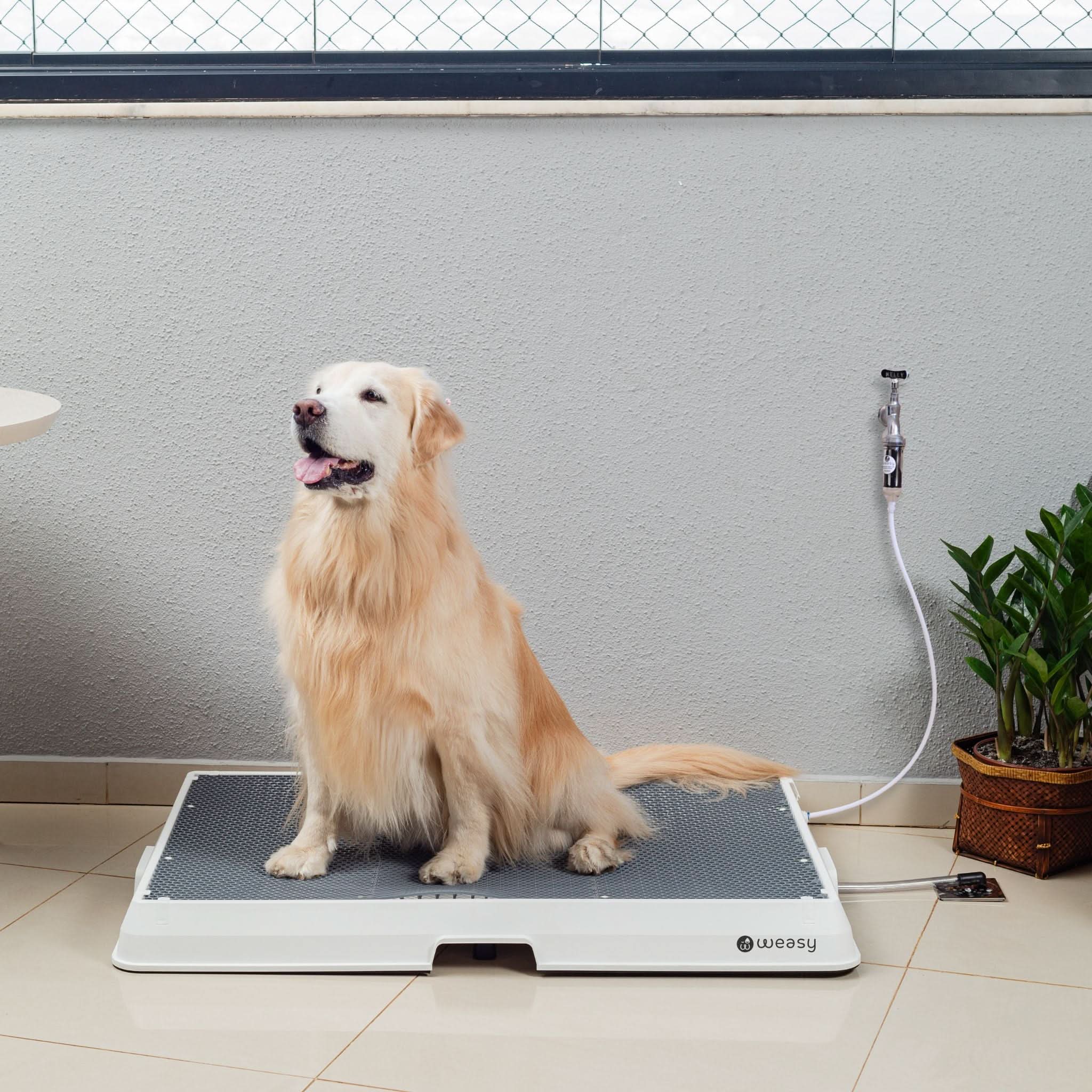 Weasy Cão | Banheiro inteligente para cachorro