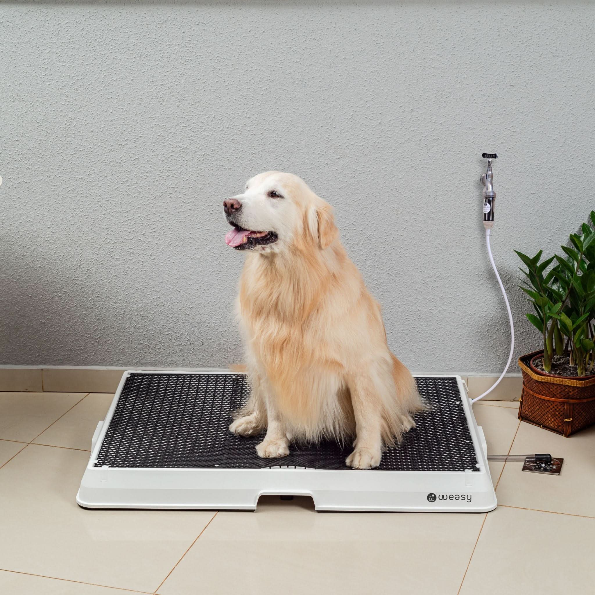 Weasy Cão | Banheiro inteligente para cachorro