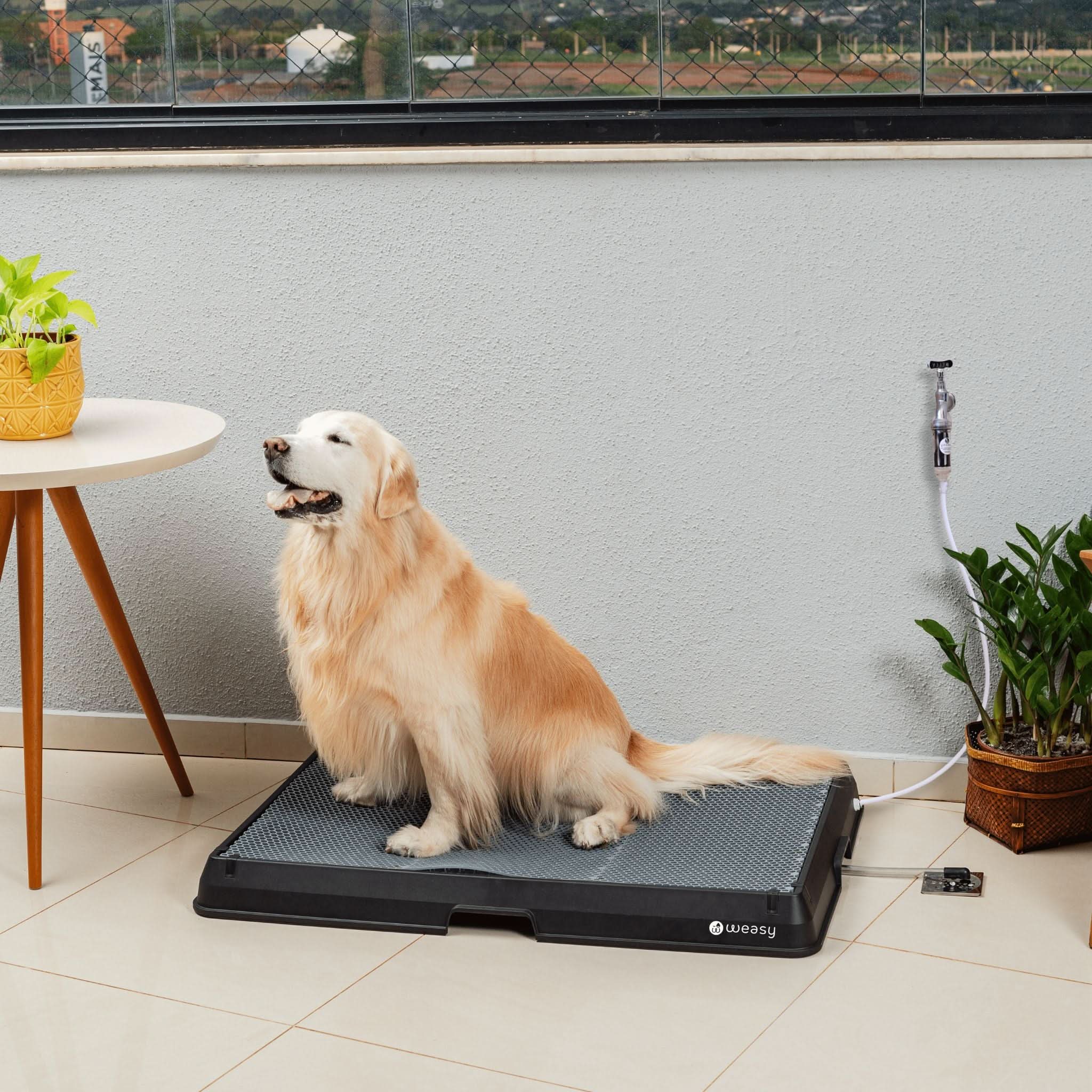 Weasy Cão | Banheiro inteligente para cachorro