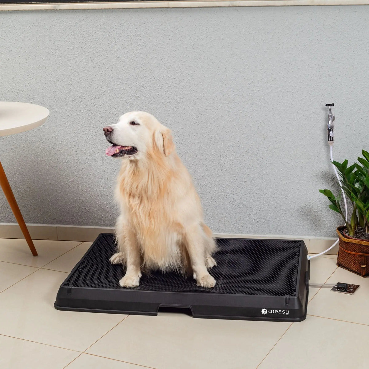 Weasy Cão | Banheiro inteligente para cachorro