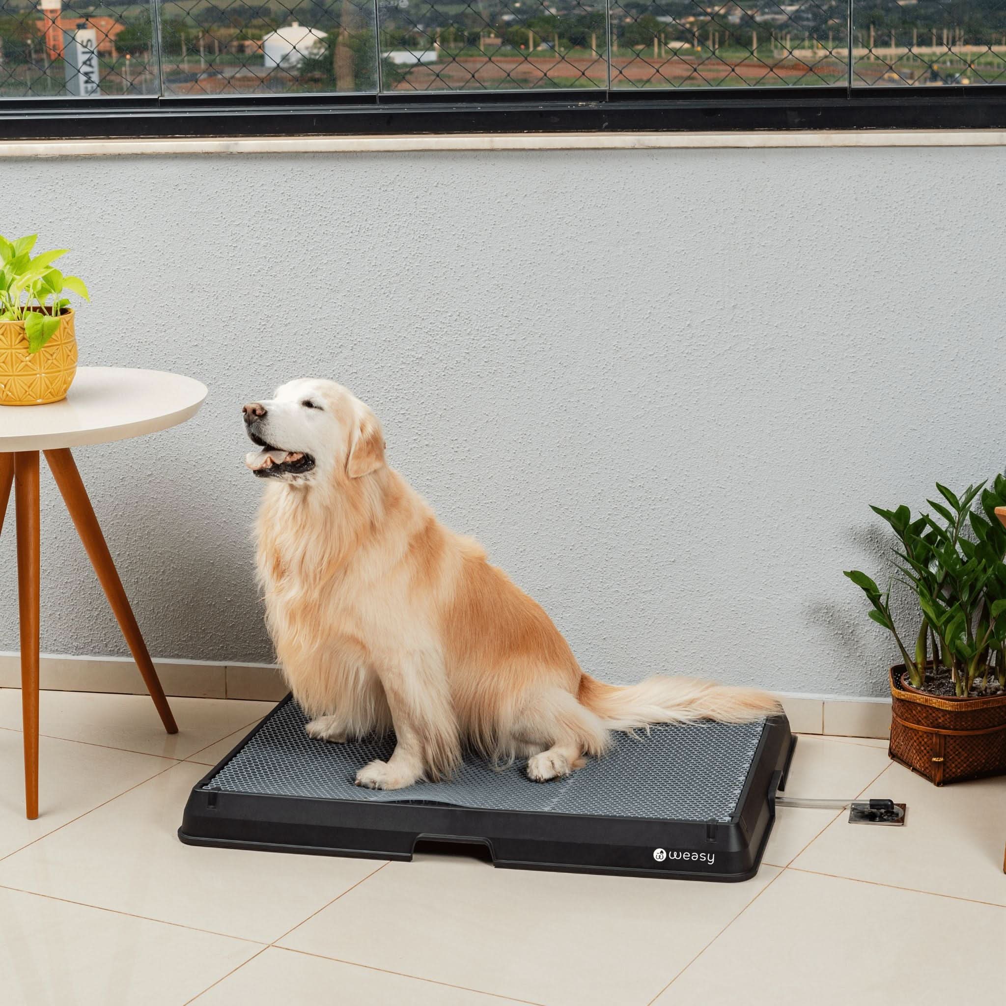 Weasy Cão | Banheiro inteligente para cachorro