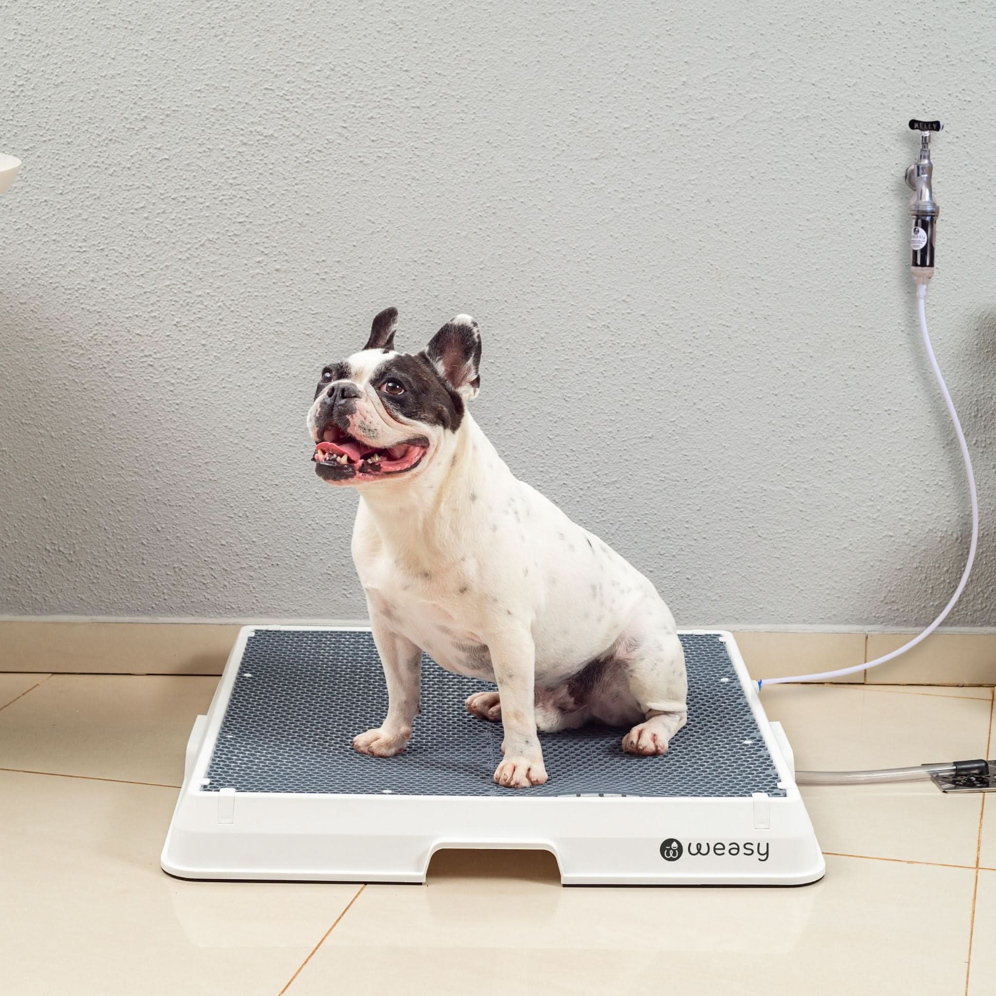 Weasy Cão | Banheiro inteligente para cachorro