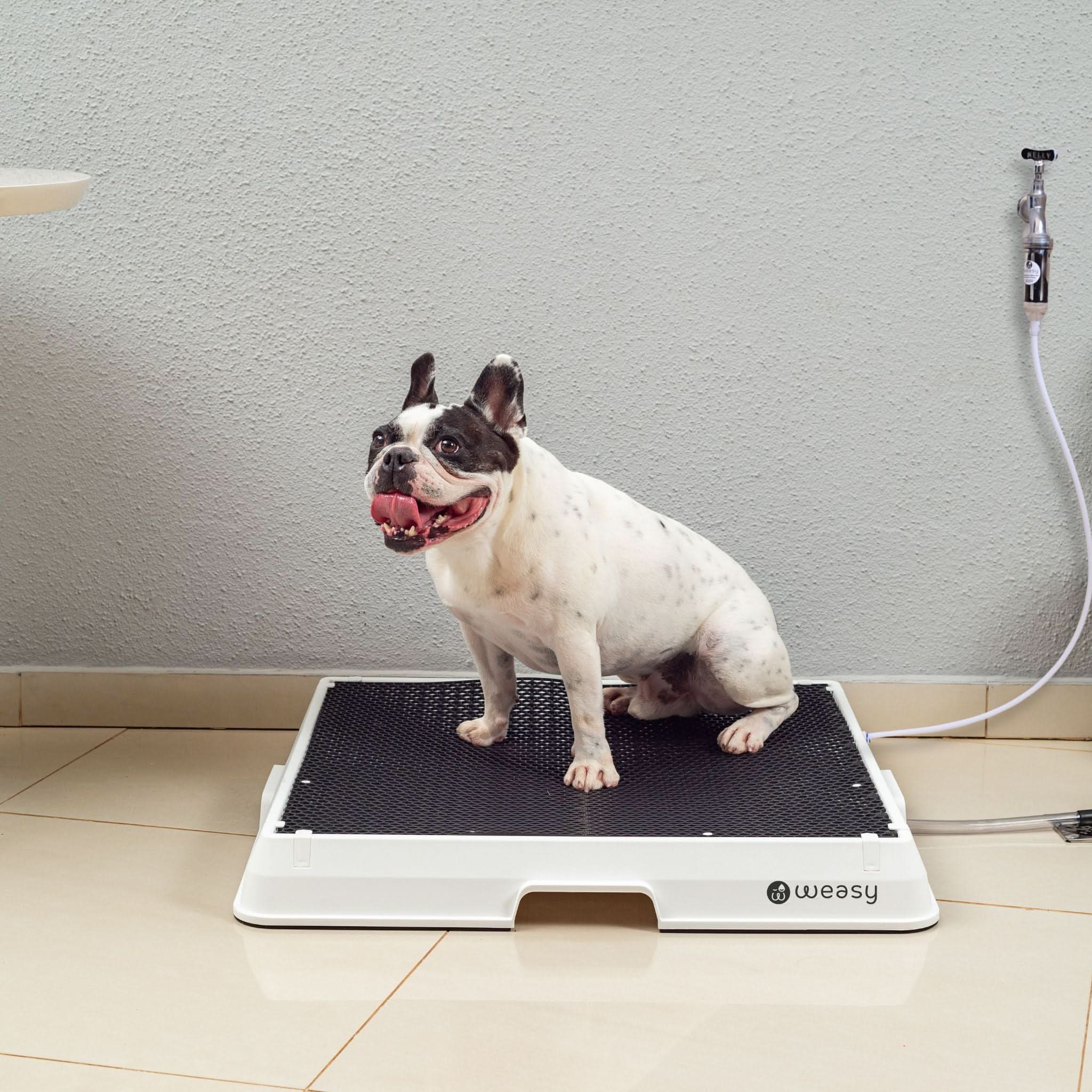 Weasy Cão | Banheiro inteligente para cachorro