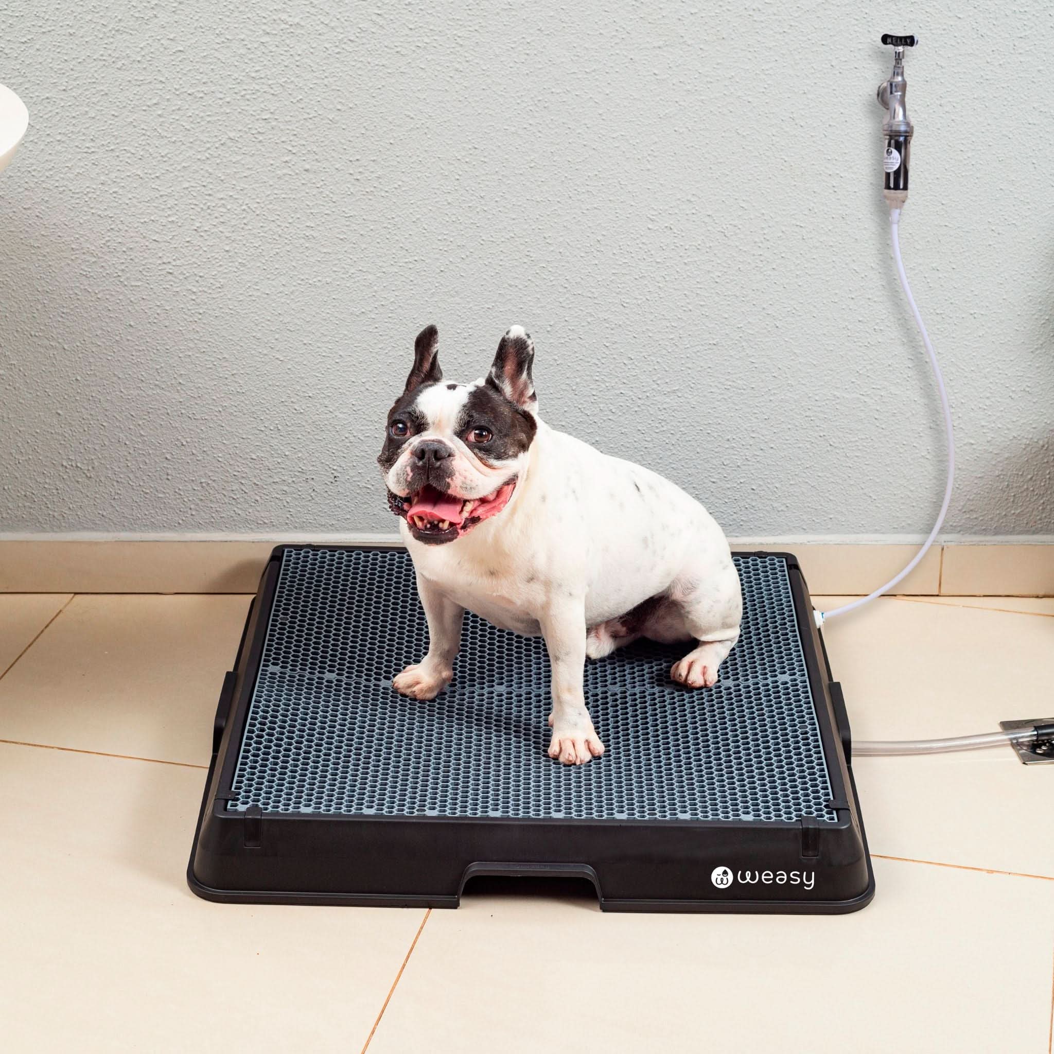 Weasy Cão | Banheiro inteligente para cachorro