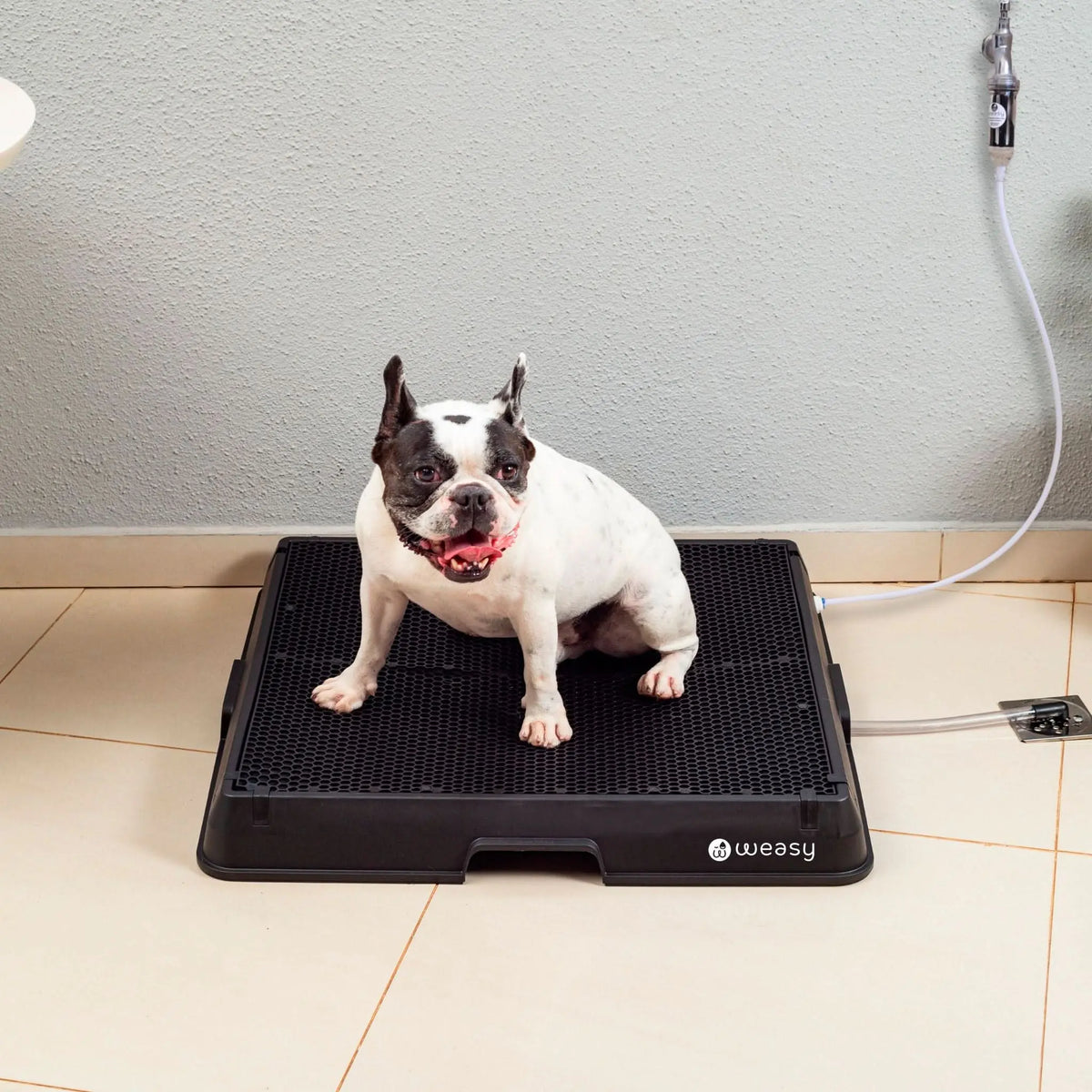 Weasy Cão | Banheiro inteligente para cachorro