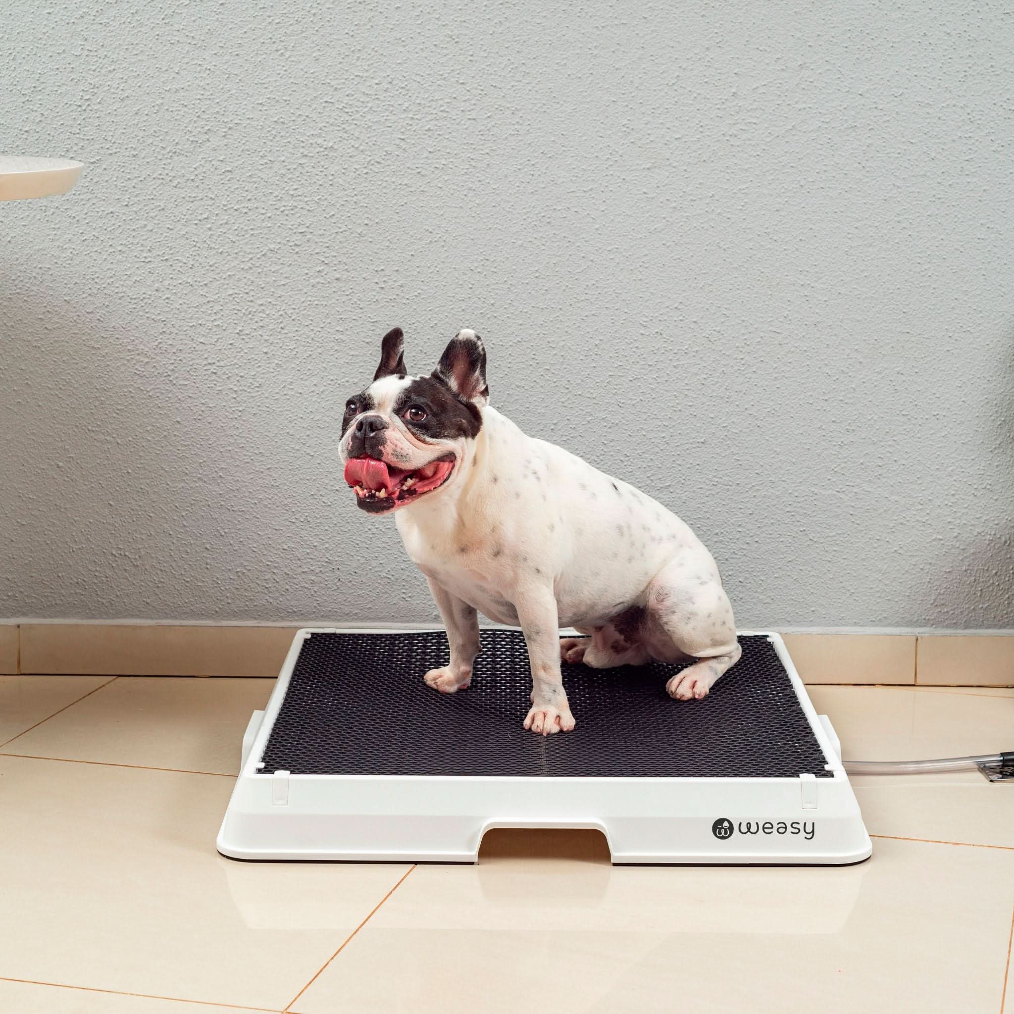 Weasy Cão | Banheiro inteligente para cachorro